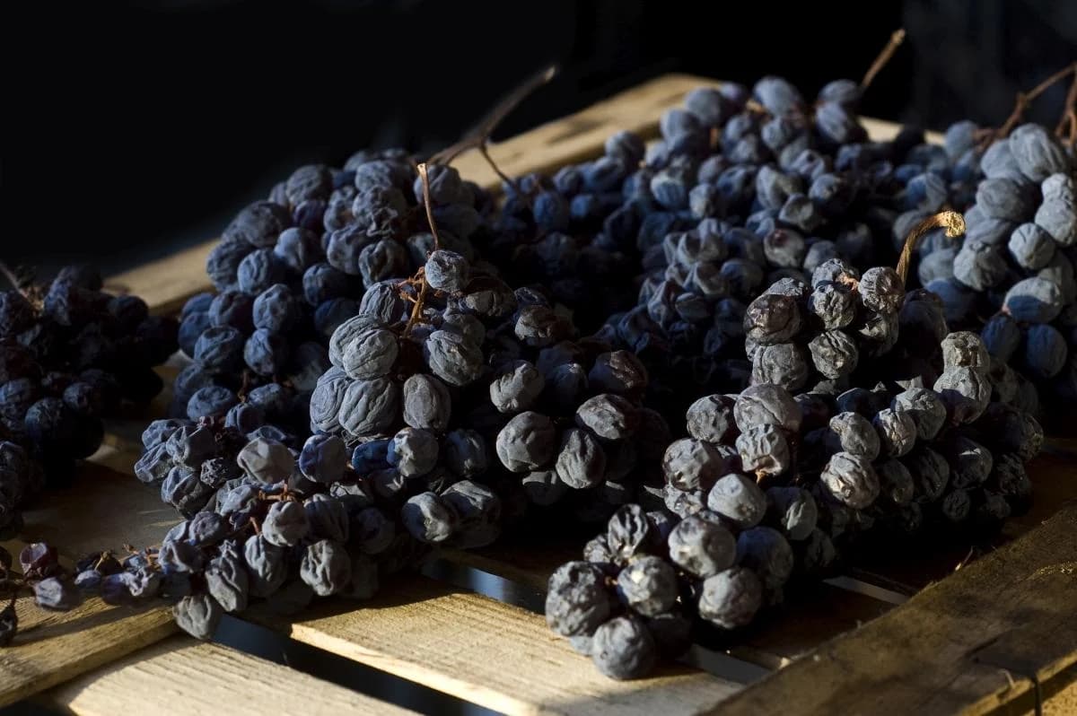 Ingresso e biglietti per Tour di degustazione dell'Amarone da Verona