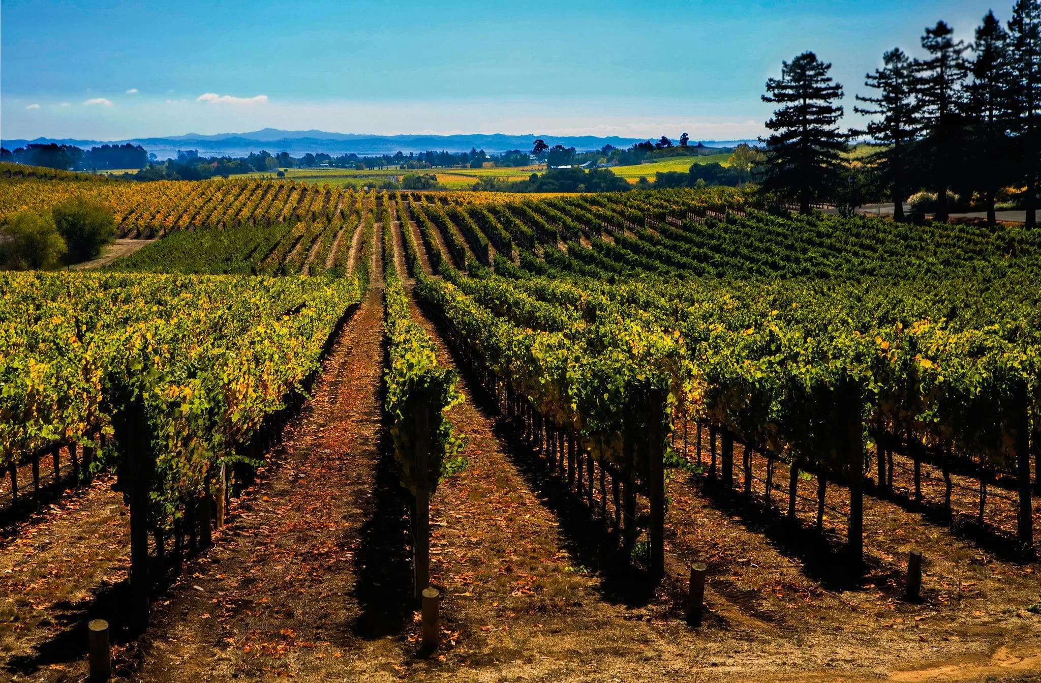 Ingresso e biglietti per Tour in bicicletta del vino Amarone in Valpolicella