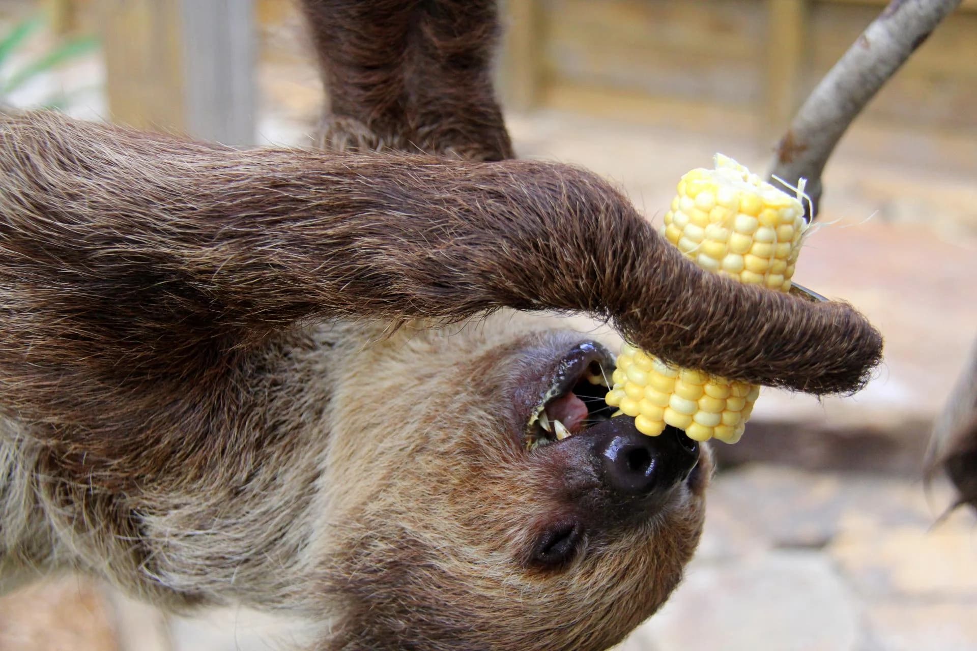 Ingresso e biglietti per Wild Florida