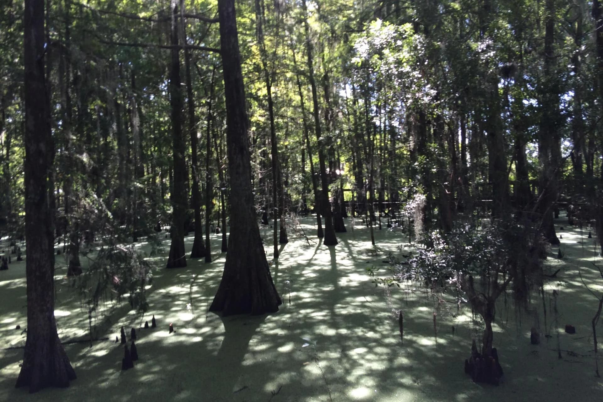 Ingresso e biglietti per Wild Florida