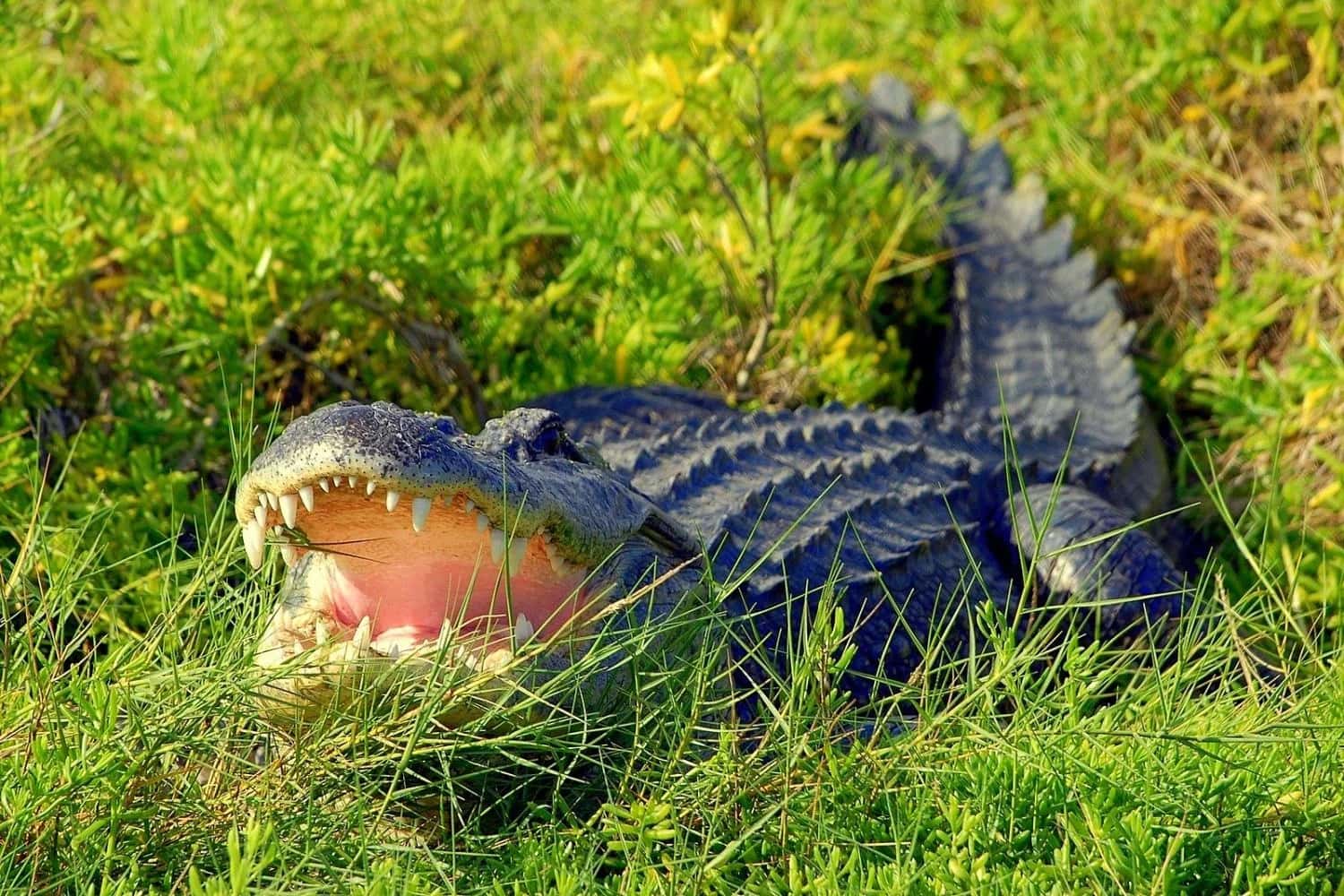 Ingresso e biglietti per Wild Florida